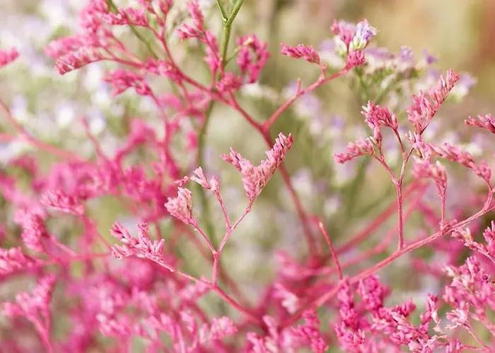 La Merella 度假居 拉帕洛